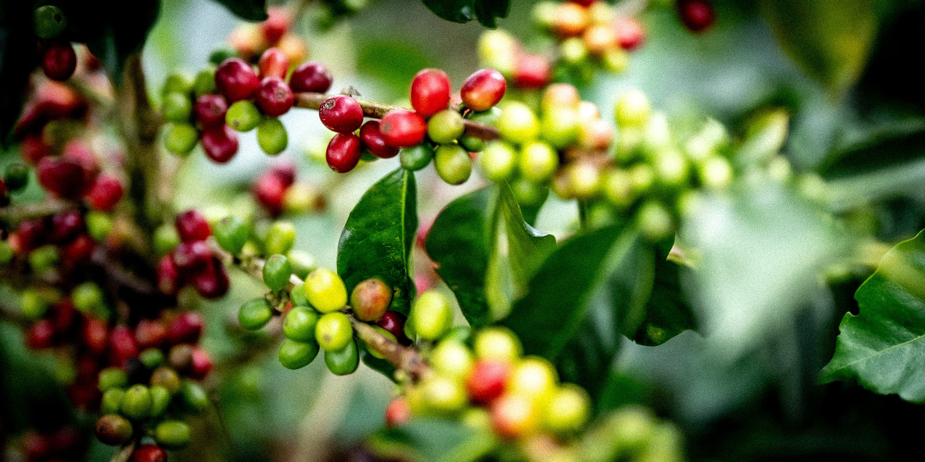 Quả cà phê Arabica chín mọng sẵn sàng thu hái bằng tay tại Sơn La, Việt Nam